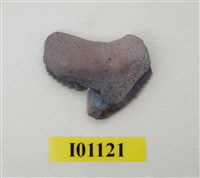 藏品(魚齒)的圖片